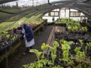 Fran Hammond of Vancouver organizes shade plants at the 78th Street Heritage Farm as the Master Gardener Foundation of Clark County prepares for its upcoming Mother’s Day weekend plant sale. Hammond estimated about 1,300 shade plants will be available at the sale, the proceeds from which fund local horticulture grants.