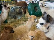 Alpacas hang out in their pen during the 21st annual Alpacapalooza at the Clark County Event Center at the Fairgrounds on Saturday. Breeders brought more than 250 alpacas from the Pacific Northwest, California and Nevada to Clark County for the competition and to showcase their alpacas.