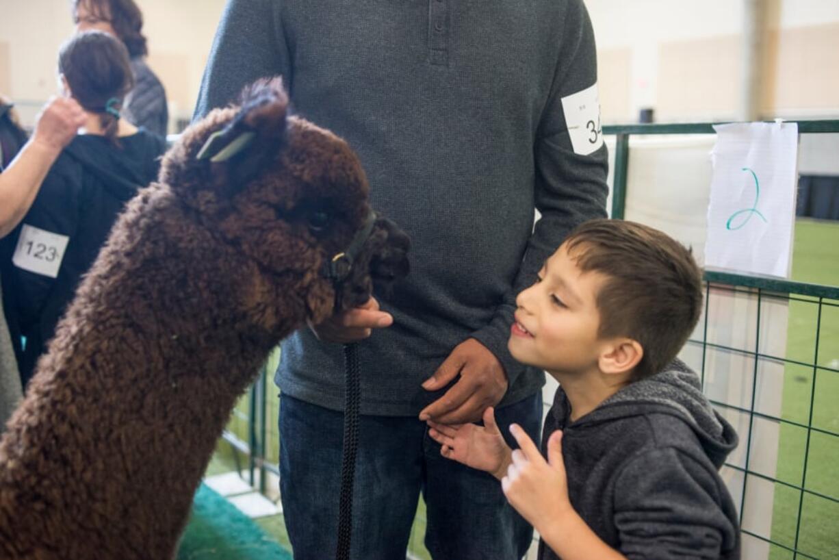 Angel Sanchez, 5, plays with Heir to Fortune, an alpaca being shown by Angel’s father, Juan Sanchez, at Alpacapalooza.