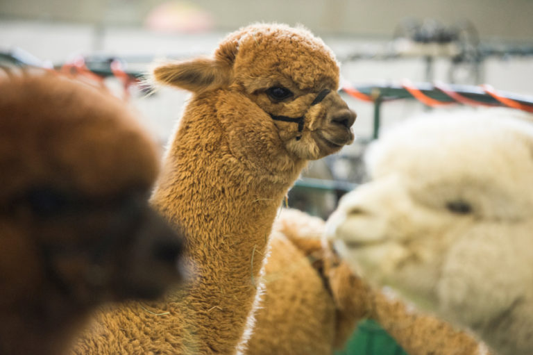 Alpacas hang out in their pen Saturday during the 21st annual Alpacapalooza at the Clark County Event Center at the Fairgrounds.