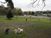 Jodi Olson of Portland watches Zia, from left, Goose and Finn play at the unofficial dog park at East Fifth Street and Blandford Drive on Monday afternoon. Olson is a professional dog walker who often comes by the park after picking up Finn from his nearby home.