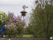 Ed Leinenkugel of Astoria stops to smell the lilacs Monday while exploring the Hulda Klager Lilac Gardens in Woodland.