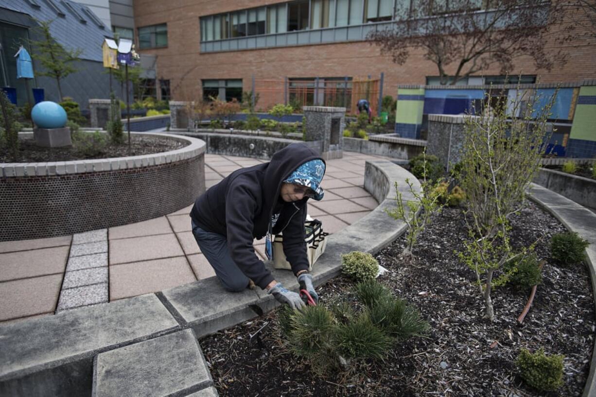 T’Sai-Ying Cheng, the first woman to earn a Ph.D. from Princeton University, tends to the garden at Legacy Salmon Creek Medical Center while volunteering for Earth Day. Cheng received her Ph.D. in 1964, and now she runs a Vancouver speciality plant nursery called TC Gardens.