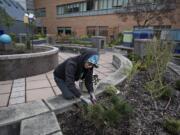 T’Sai-Ying Cheng, the first woman to earn a Ph.D. from Princeton University, tends to the garden at Legacy Salmon Creek Medical Center while volunteering for Earth Day. Cheng received her Ph.D. in 1964, and now she runs a Vancouver speciality plant nursery called TC Gardens.