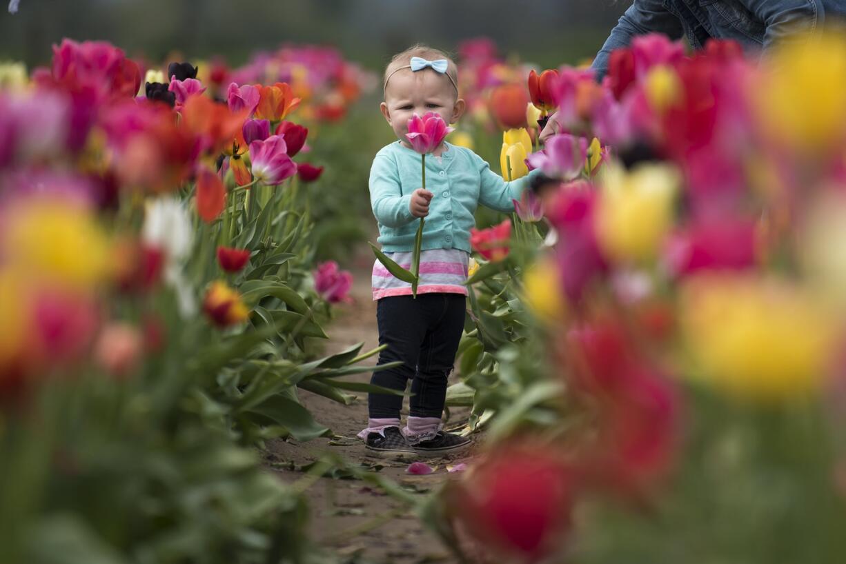 Kyra Dearmin, 1, examines tulips in the U-pick field at the Holland America Flower Gardens in Woodland on Monday, April 22, 2019.