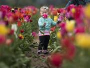 Kyra Dearmin, 1, examines tulips in the U-pick field at the Holland America Flower Gardens in Woodland on Monday, April 22, 2019.