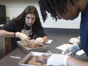 Kamryn Martin, 14, left, reacts to dissecting a fetal pig with Kayalin Smith, 14, during a medical science class at Woodland High School. The class is one of the school’s career and technical education courses offered for students who are interested in a profession in the medical field.