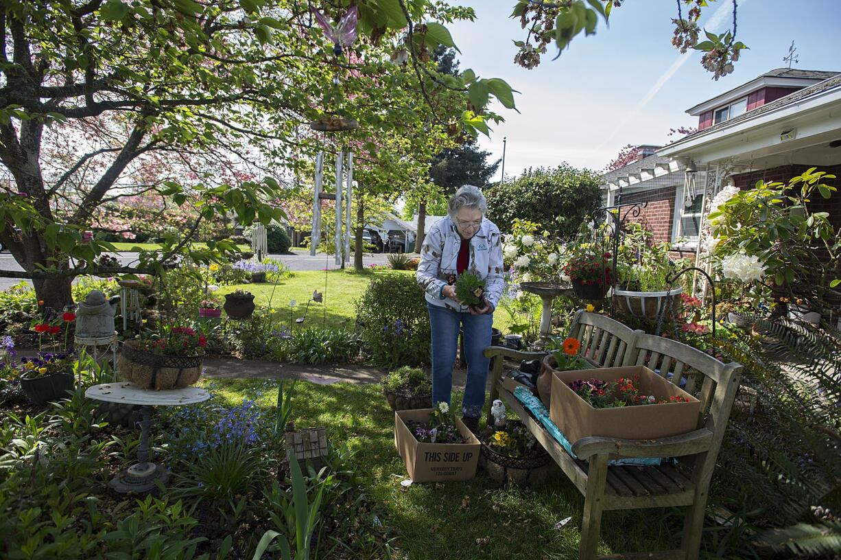 Spring is in full bloom in the garden of longtime northwest Vancouver resident Kay Viviani as she keeps the area in top shape Thursday morning, April 25, 2019. Viviani said she has been gardening since she was a child and learned to love the activity from her grandfather. She helps bring about 200 plants to life each year and she keeps up the garden in tribute to her late husband, Nick Viviani, who passed away in 2016. Gardening was a past time they enjoyed together and she hopes to share it with those passing by. "It's not put in just for me or my husband, it's for everybody," she said.