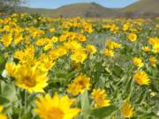 Hikers will find profuse blooms of balsamroot at the east end of the Columbia Gorge in May, including this display in Columbia Hills State Park in Klickitat County.