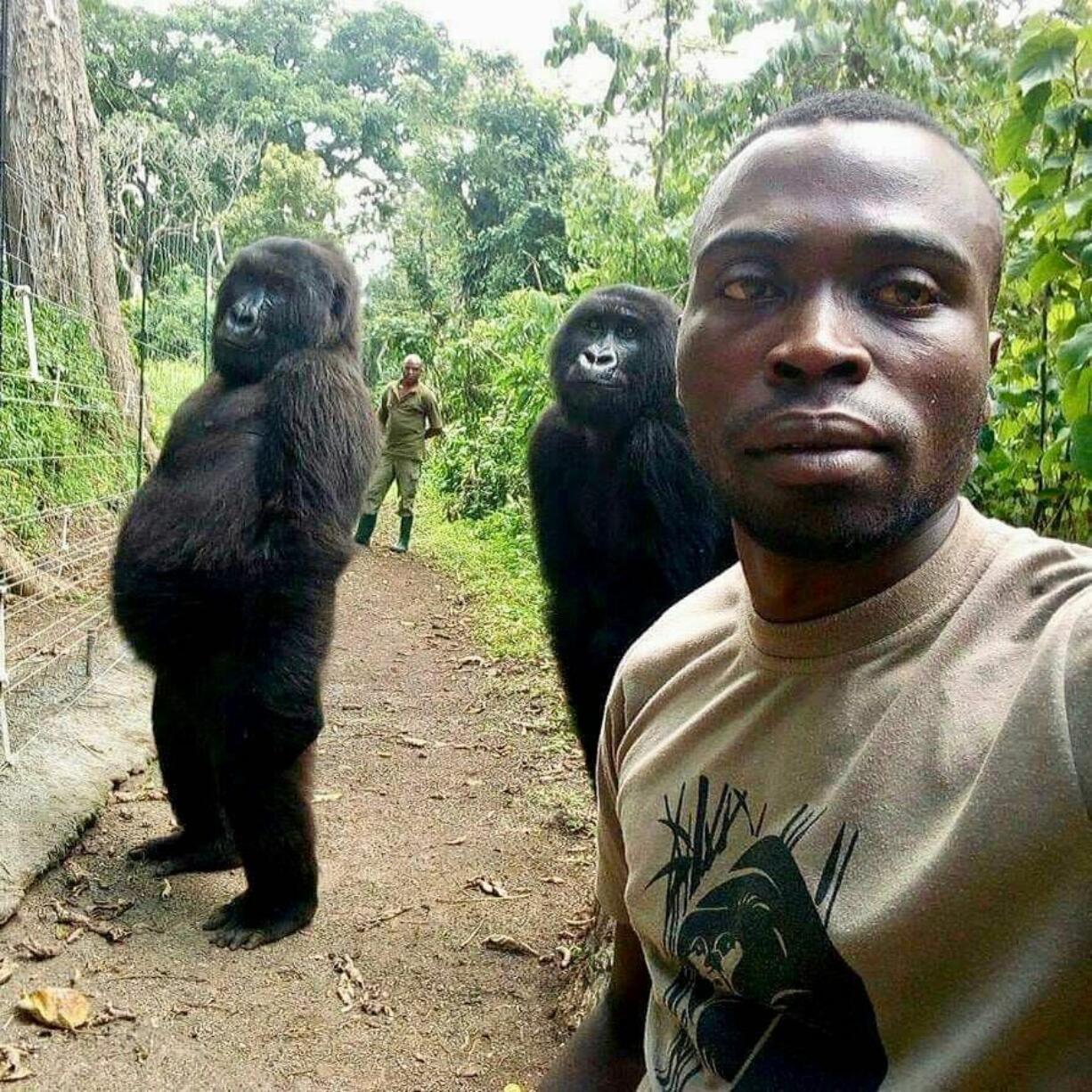 In this image taken on Thursday April 18, 2019, Mathieu Shamavu, a ranger and caretaker at the Senkwekwe Center for Orphaned Mountain Gorillas poses for a photo with female orphaned gorillas Ndakazi and Ndeze at the the Senkwekwe Center for Orphaned Mountain Gorillas in Virunga National Park, eastern Congo. Shamavu has described to the Associated Press how he was checking his phone when he noticed two female orphaned gorillas, Ndakazi and Ndeze, mimicking his movements, so he took a picture with them.