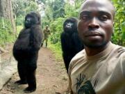 In this image taken on Thursday April 18, 2019, Mathieu Shamavu, a ranger and caretaker at the Senkwekwe Center for Orphaned Mountain Gorillas poses for a photo with female orphaned gorillas Ndakazi and Ndeze at the the Senkwekwe Center for Orphaned Mountain Gorillas in Virunga National Park, eastern Congo. Shamavu has described to the Associated Press how he was checking his phone when he noticed two female orphaned gorillas, Ndakazi and Ndeze, mimicking his movements, so he took a picture with them.