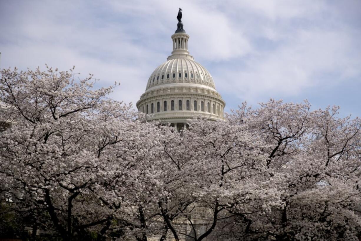 The Dome of the U.S. Capitol Building is visible as cherry blossom trees bloom on the West Lawn, Saturday, March 30, 2019, in Washington. Peak bloom is expected April 1, according to the National Park Service.