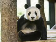 New arrived male panda Yuan Yuan sits in its enclosure in the zoo in Vienna, Austria, Wednesday, April 17, 2019.