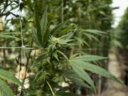 FILE - This Sept. 11, 2018, file photo shows cannabis plants growing at a greenhouse at SLOgrown Genetics in the coastal mountain range of San Luis Obispo, Calif. A coalition of 25 local governments has filed a lawsuit against the California Bureau of Cannabis Control in an effort to invalidate regulations allowing delivery of commercial cannabis statewide.