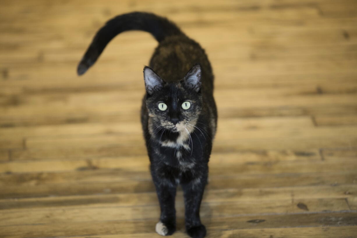 Shelley, an adopted cat, at its new home Oct. 5, 2017, in Philadelphia. A study released April 4 suggests house cats respond to the sound of their own names. Researchers said it’s the first experimental evidence that cats can distinguish between words people say.