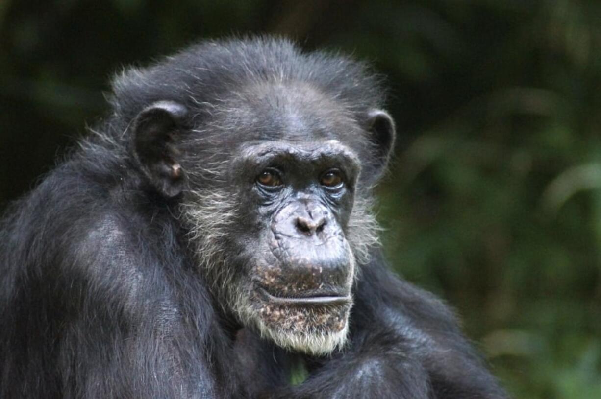 This undated image shows Maggie the chimpanzee who lived at the North Carolina Zoo in Asheboro, N.C. Zoo officials say the 46-year-old chimpanzee has died after 35 years as the dominant female of her group. In a news release, Maggie was humanely euthanized on Friday, April 12, 2019, after health issues including an infection and lung problems.