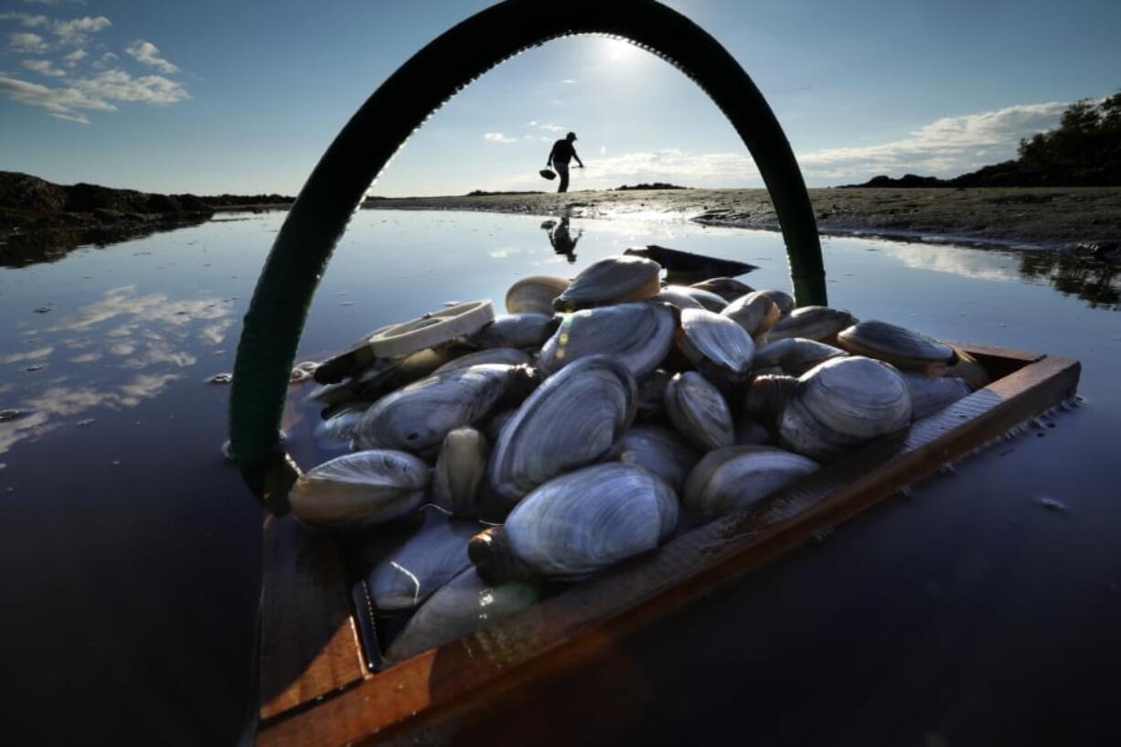 A basket of clams sits in the water.