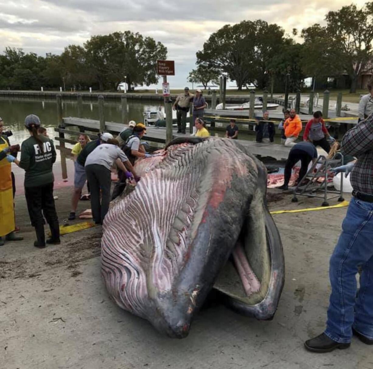 This 2018 photo provided by the National Park Service shows, scientists perform a necropsy on Bryde’s whale that was stranded in the Florida Everglades National Park. Federal scientists say a tiny group of Bryde’s whales in the Gulf of Mexico is endangered, with threats including oil and gas exploration and development. Laura Engleby, a marine mammal biologist with the National Oceanic and Atmospheric Administration fisheries’ service, said Friday, April 12, 2019, that there may be as few as 23 in the Gulf’s DeSoto Canyon.