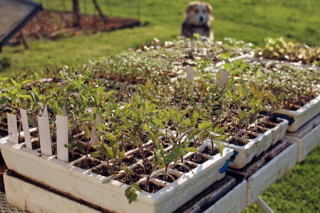 Gradual exposure of seedlings to outdoor conditions readies them for eventual planting out in the garden.