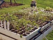 Gradual exposure of seedlings to outdoor conditions readies them for eventual planting out in the garden.