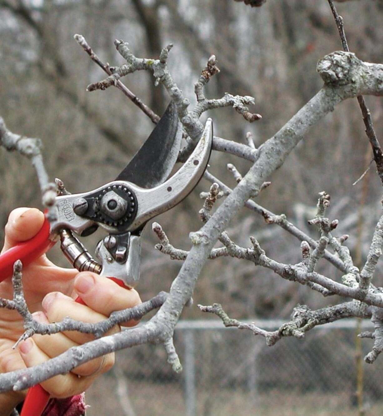 Part of an apple branch is pruned in New Paltz, N.Y. Apples bear fruits on long-lived, stubby spurs, but even these must be pruned eventually to stimulate younger, new spurs and keep them from overcrowding.