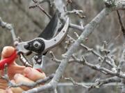 Part of an apple branch is pruned in New Paltz, N.Y. Apples bear fruits on long-lived, stubby spurs, but even these must be pruned eventually to stimulate younger, new spurs and keep them from overcrowding.