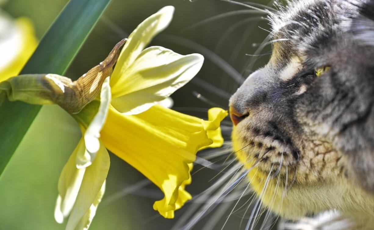 A cat smells a flower in the warm spring sun in a garden March 22 in Gelsenkirchen, Germany.