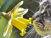 A cat smells a flower in the warm spring sun in a garden March 22 in Gelsenkirchen, Germany.