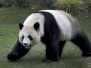 Male panda Jiao Qing walks in its enclosure at the Zoo in Berlin, Germany, Friday, April 5, 2019.