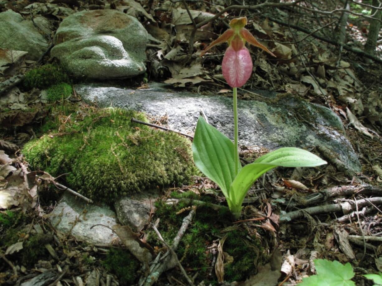 A pink ladyslipper orchid thrives in a forest near New Market, Va. Horticulturists recommend that gardeners purchase their wildflowers from specialty nurseries rather than remove them from their native habitat.