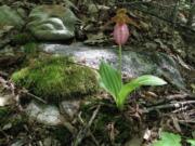 A pink ladyslipper orchid thrives in a forest near New Market, Va. Horticulturists recommend that gardeners purchase their wildflowers from specialty nurseries rather than remove them from their native habitat.