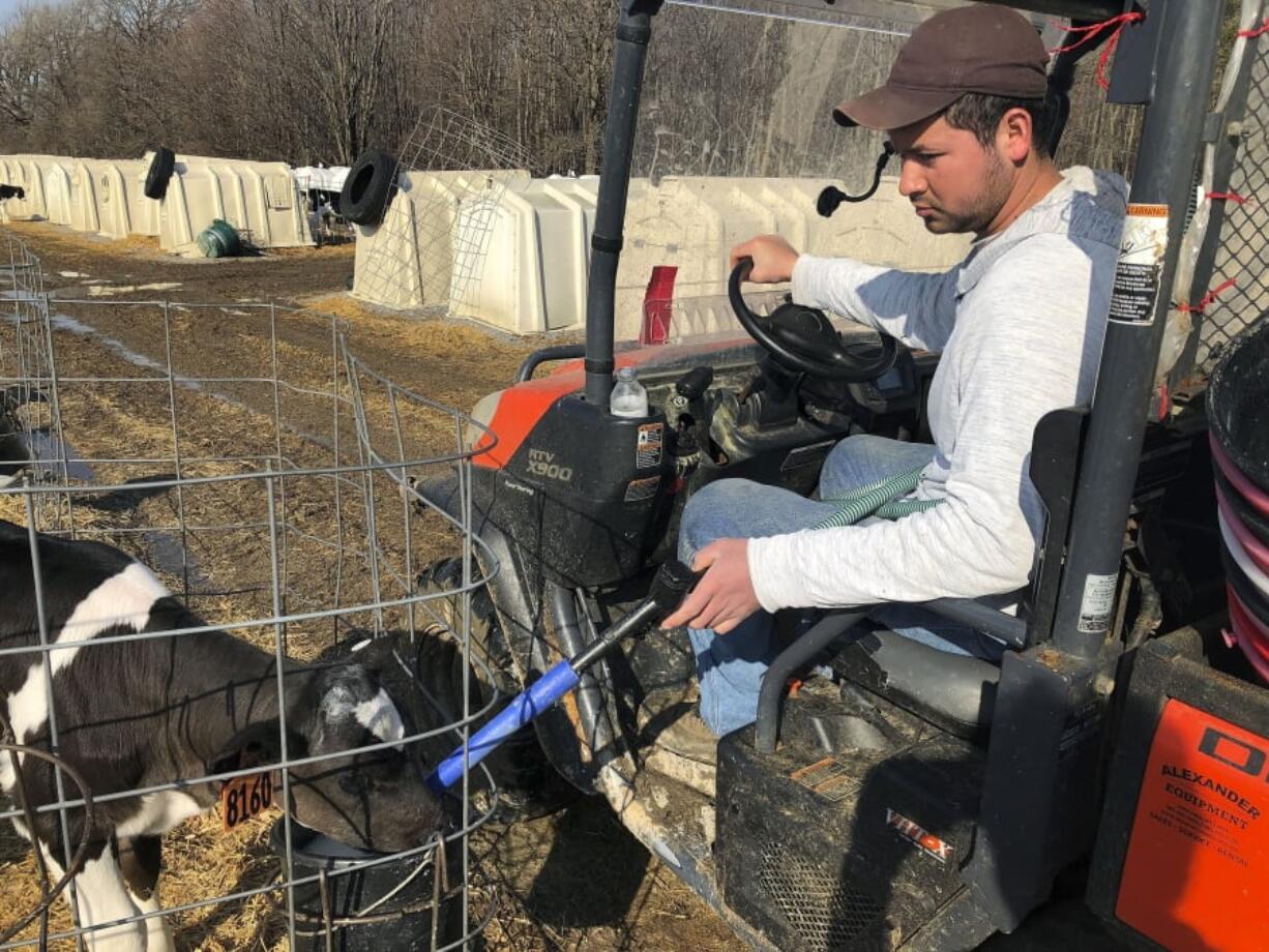 In this Wednesday, March 20, 2019 photo, Ismael Castellanos feeds calves on a the dairy farm where he works, in Bethany, New York . A renewed push around the country to let immigrants here illegally get driver’s licenses resonates on the farms and orchards of upstate New York. Castellanos says he feels isolated and that trips to town to buy groceries can cost $40.