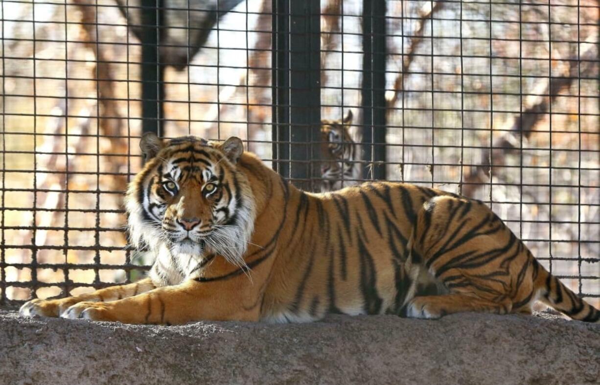 REMOVES DETAIL THAT ATTACK TOOK PLACE INDOORS, AS ATTACK ACTUALLY TOOK PLACE OUTSIDE - FILE - This November 2018 file photo shows Sanjiv, a Sumatran tiger at the Topeka Zoo in Topeka, Kansas. City officials say Sanjiv attacked a zookeeper early Saturday, April 20, 2019, at the zoo.