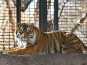 REMOVES DETAIL THAT ATTACK TOOK PLACE INDOORS, AS ATTACK ACTUALLY TOOK PLACE OUTSIDE - FILE - This November 2018 file photo shows Sanjiv, a Sumatran tiger at the Topeka Zoo in Topeka, Kansas. City officials say Sanjiv attacked a zookeeper early Saturday, April 20, 2019, at the zoo.