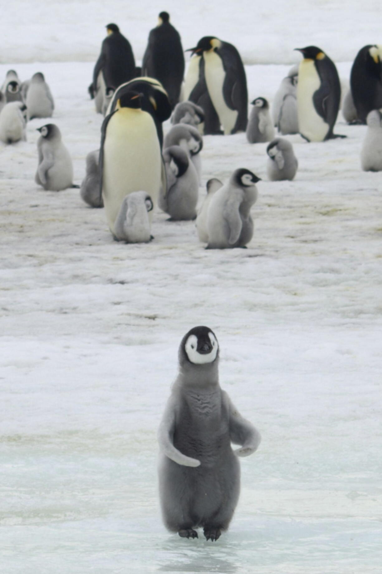 This 2010 photo provided by the British Antarctic Survey shows emperor penguins and chicks at Antarctica’s Halley Bay. A study released on Wednesday, April 24, 2019 finds that since 2016 there are almost no births at Halley Bay, the second biggest breeding ground for emperor penguins. Numbers are booming nearby, but it doesn’t make up for the losses at this site.