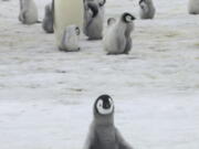 This 2010 photo provided by the British Antarctic Survey shows emperor penguins and chicks at Antarctica’s Halley Bay. A study released on Wednesday, April 24, 2019 finds that since 2016 there are almost no births at Halley Bay, the second biggest breeding ground for emperor penguins. Numbers are booming nearby, but it doesn’t make up for the losses at this site.