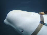 A beluga whale seen as it swims next to a fishing boat before Norwegian fishermen removed the tight harness, swimming off the northern Norwegian coast Friday, April 26, 2019. The harness strap which features a mount for an action camera, says “Equipment St. Petersburg” which has prompted speculation that the animal may have escaped from a Russian military facility.