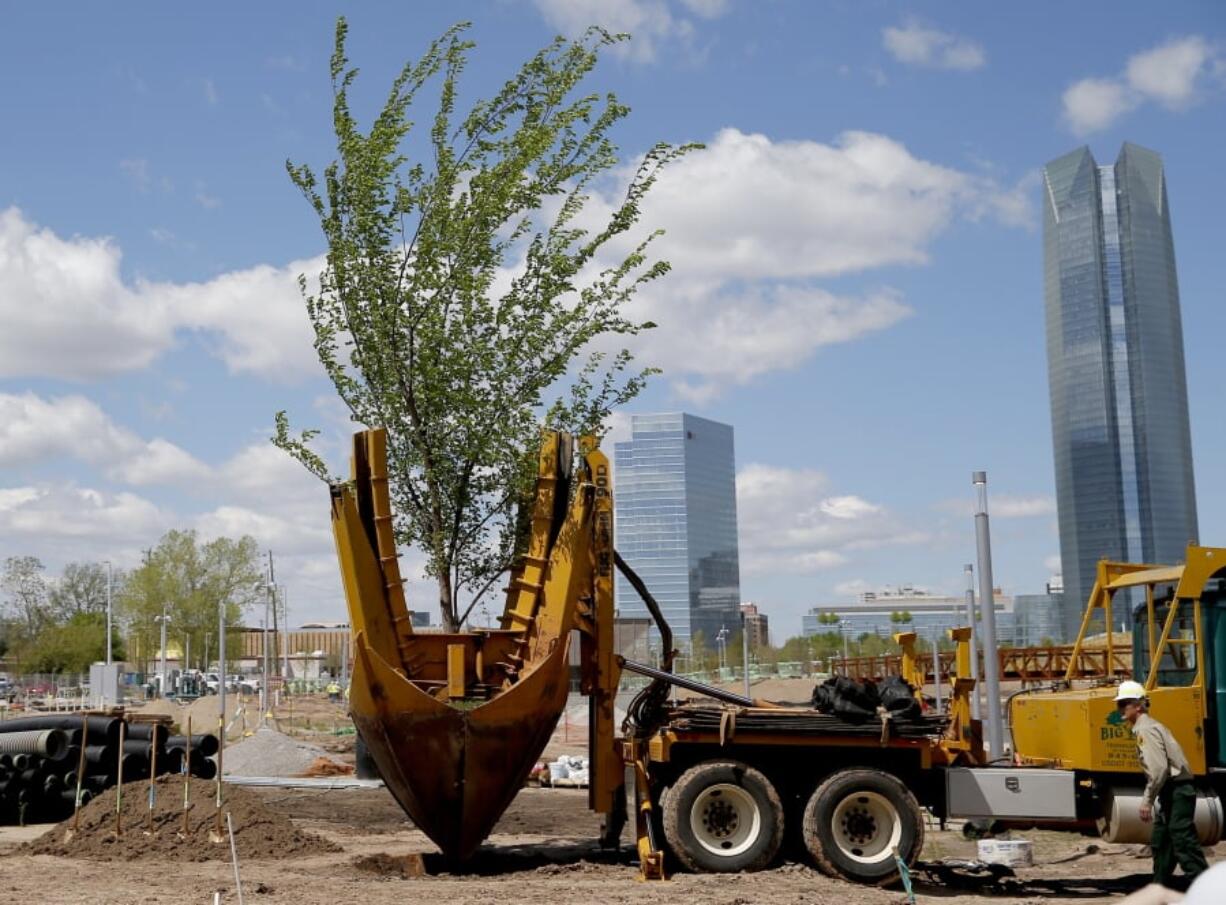 A Survivor Tree clone is transplanted on the grounds Scissortail Park in Oklahoma City, Friday, April 19, 2019. The Survivor Tree is the 110-year-old American Elm that survived the 1995 bombing of Alfred P. Murrah Federal Building in Oklahoma City.