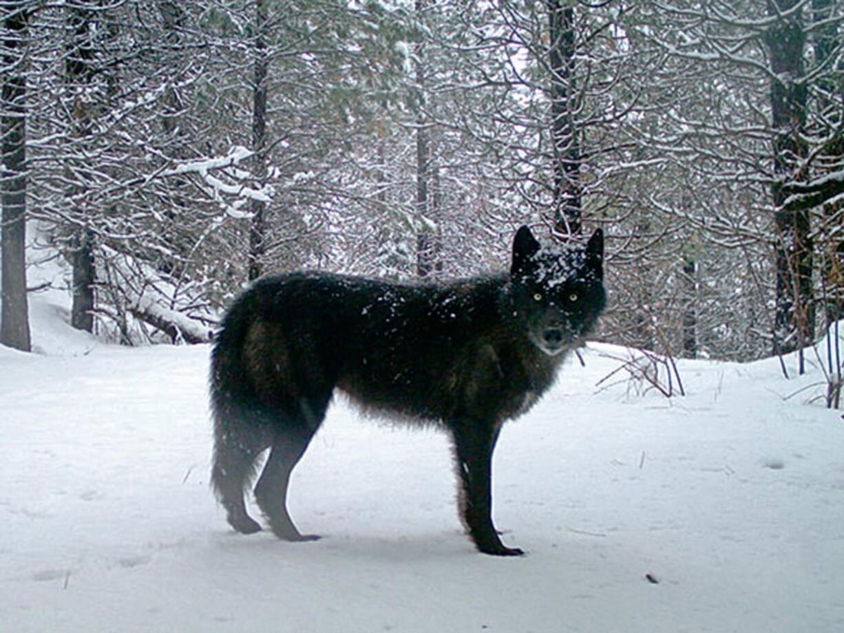 FILE - This February, 2017 file photo provided by the Oregon Department of Fish and Wildlife shows a wolf of the Wenaha Pack captured on a remote camera on U.S. Forest Service land in Oregon’s northern Wallowa County. The Oregon Department of Fish and Wildlife said in a report released Monday, April 8, 2019 that the number of known wolves in Oregon at the end of 2018 was 137, a 10 percent increase over the previous year.