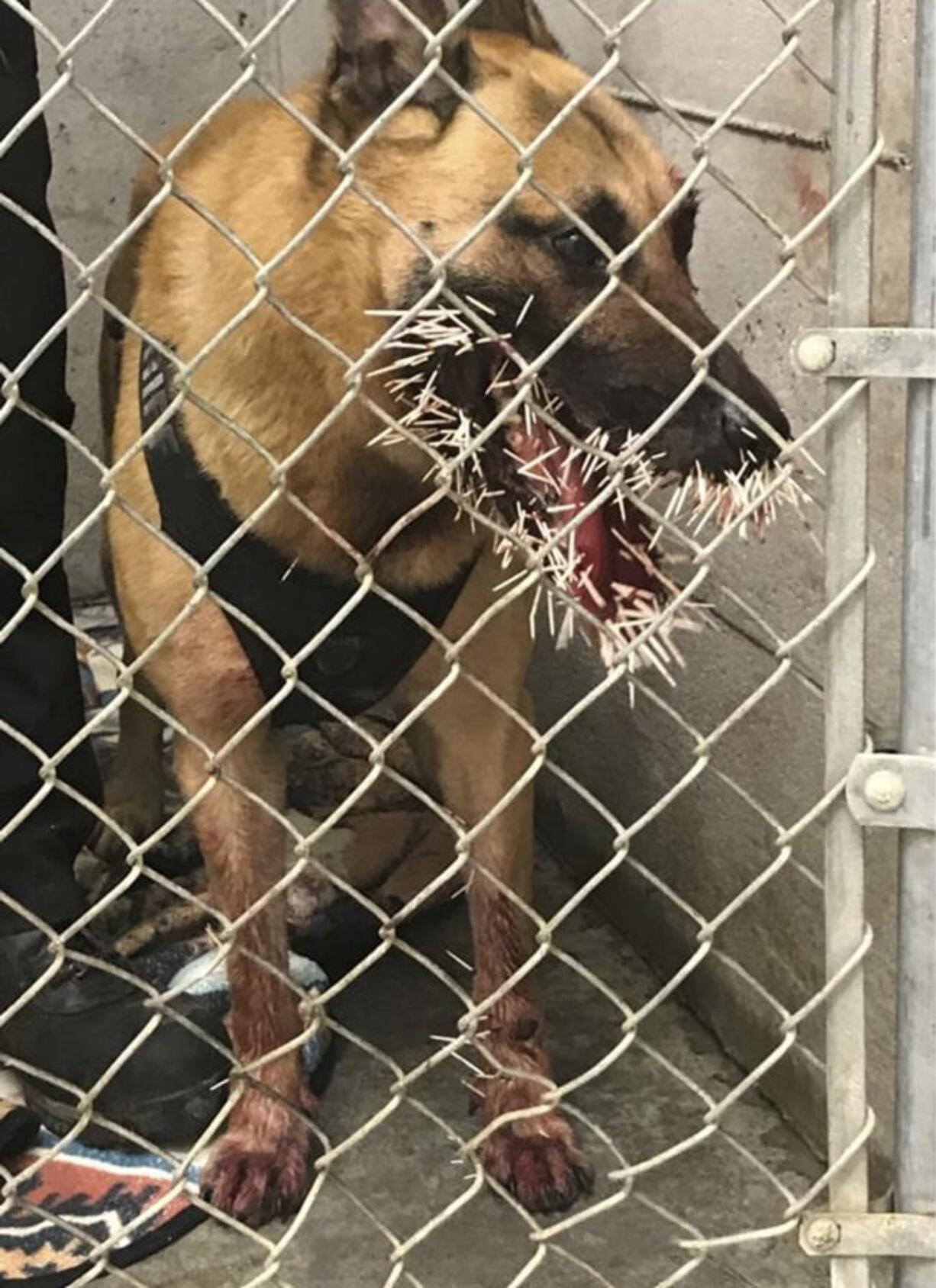 Odin a police K-9 recovering after encountering a porcupine and getting stuck with over 200 quills in Coos Bay, Ore. The Coos County Sheriff’s Office on Monday, April 22, said Odin was called to the scene to track a suspect on Saturday when the dog crossed paths with the porcupine. Photos showed the outcome, with several quills in Odin’s mouth and two near his left eye. (Sgt.