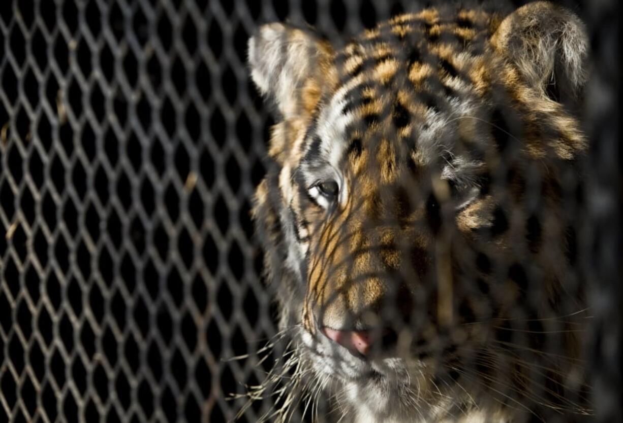 FILE - In this Feb. 12, 2019, file photo, a tiger that was found in a Southeast Houston residence awaits transport to a rescue facility at the BARC Animal Shelter and Adoptions building in Houston. Police say a judge has ruled that the north Texas animal shelter is allowed to retain a tiger seized from an east Houston home. The Cleveland Amory Black Beauty Ranch in Murchison has looked after the tiger ever since marijuana smoking 311 callers found the large cat in an abandoned house. Authorities say the 350 pound (159 kilograms) feline was improperly secured in the cage and could have gone on a “rampage.” (Godofredo A.