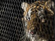 FILE - In this Feb. 12, 2019, file photo, a tiger that was found in a Southeast Houston residence awaits transport to a rescue facility at the BARC Animal Shelter and Adoptions building in Houston. Police say a judge has ruled that the north Texas animal shelter is allowed to retain a tiger seized from an east Houston home. The Cleveland Amory Black Beauty Ranch in Murchison has looked after the tiger ever since marijuana smoking 311 callers found the large cat in an abandoned house. Authorities say the 350 pound (159 kilograms) feline was improperly secured in the cage and could have gone on a “rampage.” (Godofredo A.