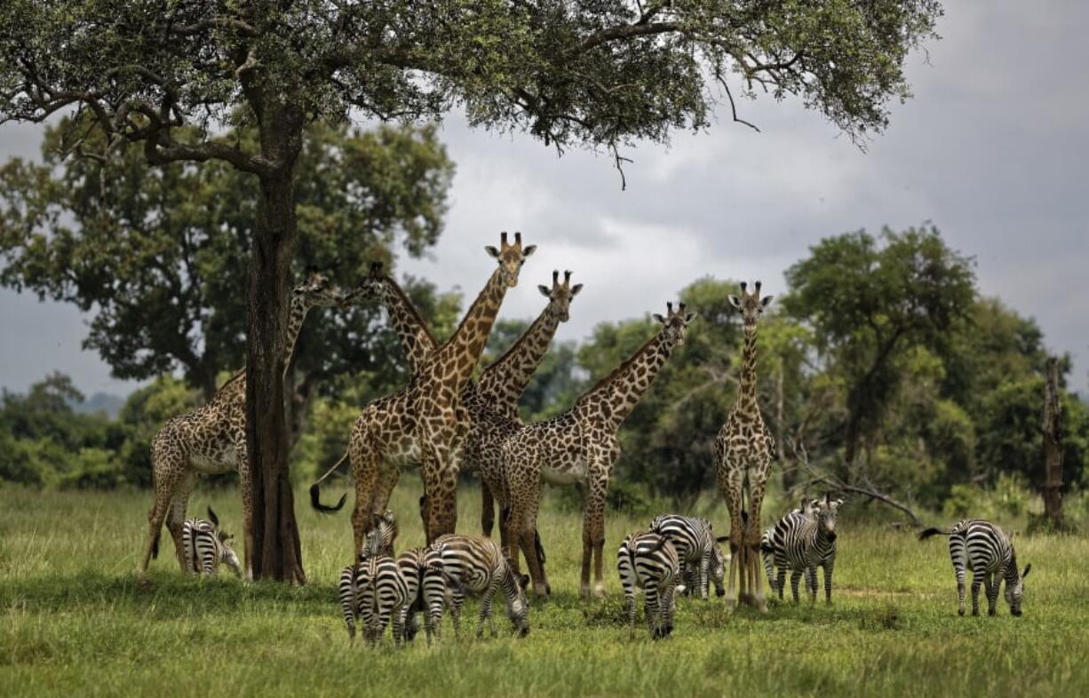 FILE - In this Tuesday, March 20, 2018 file photo, giraffes and zebras congregate under the shade of a tree in the afternoon in Mikumi National Park, Tanzania. The Trump administration has taken a first step toward extending protections for giraffes under the Endangered Species Act, following legal pressure from environmental groups. The U.S. Fish and Wildlife Service announced Thursday that its initial review has determined there is “substantial information that listing may be warranted” for giraffes.