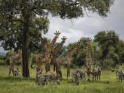 FILE - In this Tuesday, March 20, 2018 file photo, giraffes and zebras congregate under the shade of a tree in the afternoon in Mikumi National Park, Tanzania. The Trump administration has taken a first step toward extending protections for giraffes under the Endangered Species Act, following legal pressure from environmental groups. The U.S. Fish and Wildlife Service announced Thursday that its initial review has determined there is “substantial information that listing may be warranted” for giraffes.