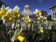 Daffodils bloom Tuesday at the Capitol in Olympia. (Ted S.