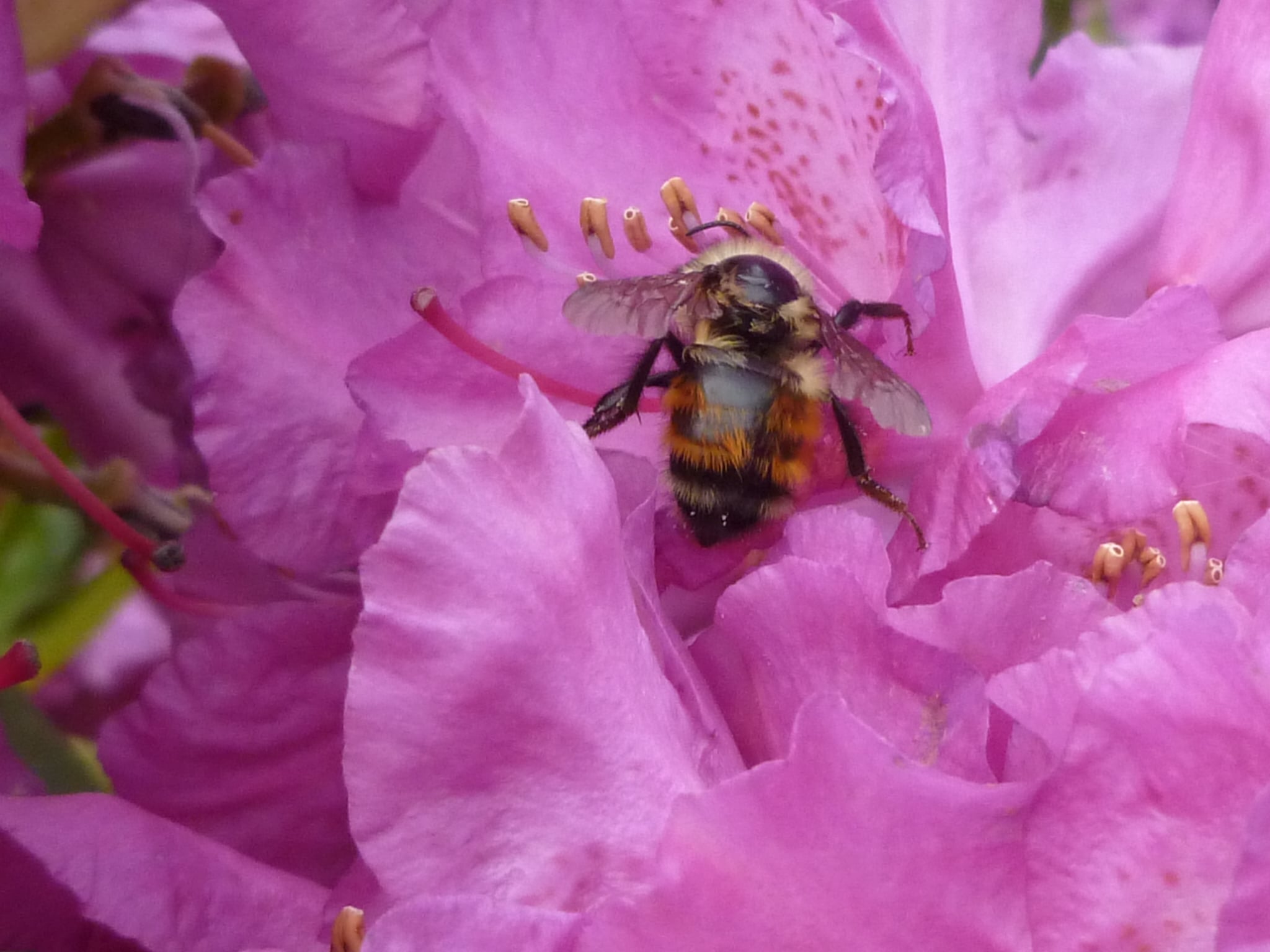 busy bee gardening among the backyard rhododendrons - May 2018.