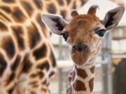 Woodland Park Zoo’s newest giraffe was born Thursday morning to 12-year-old Olivia. Mom and baby remain in the off-view barn for quiet nursing and bonding.