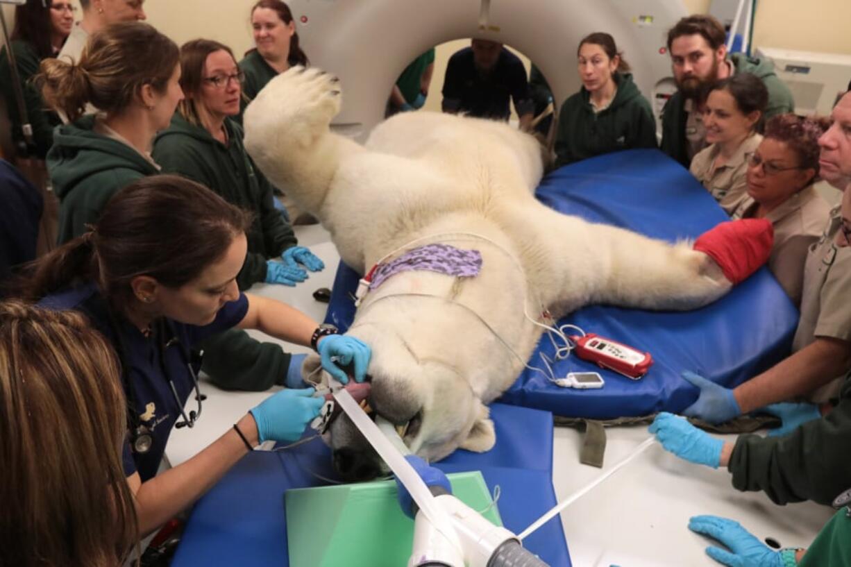 Polar bear Hudson is put into position for his CT scan during his annual physical April 23 at the Brookfield Zoo in Brookfield, Ill.