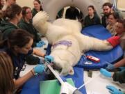 Polar bear Hudson is put into position for his CT scan during his annual physical April 23 at the Brookfield Zoo in Brookfield, Ill.