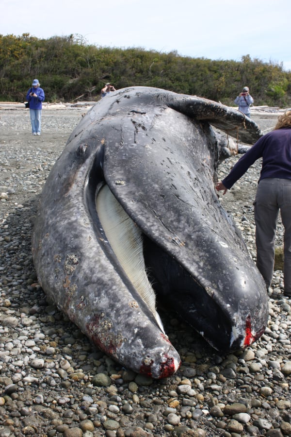 An Alarming Number of California Whales Are Getting Caught in